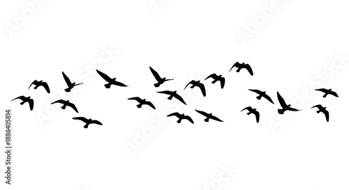 Birds flying on the sky capture the essence of freedom, grace, and the natural rhythm of life.