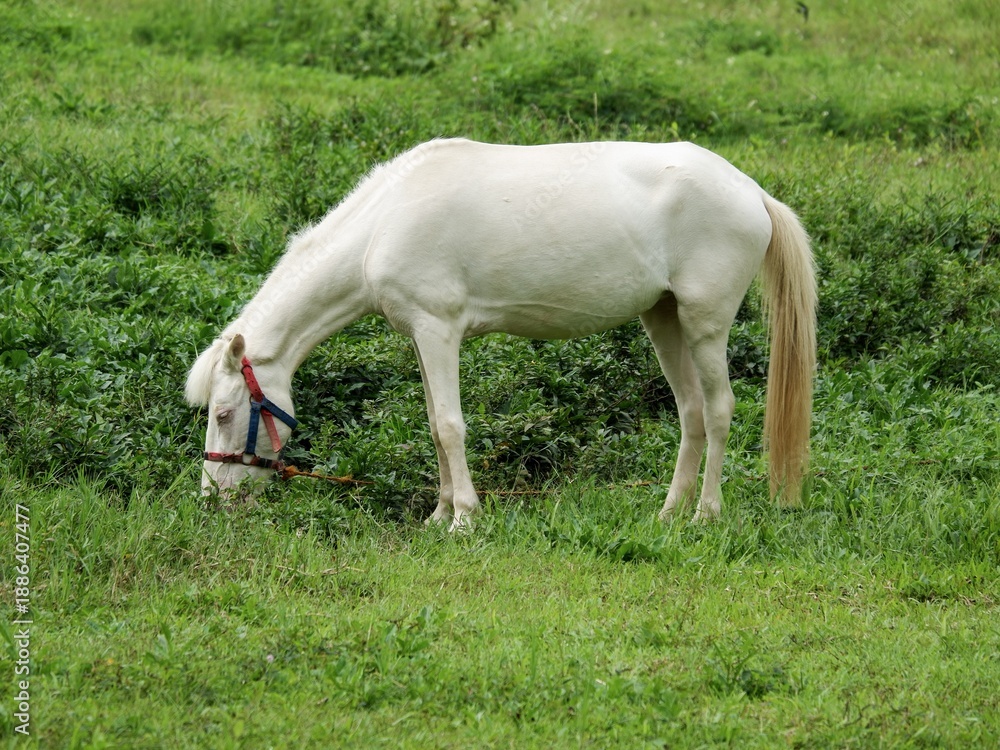 Fototapeta premium A beautiful white horse with a red bridle grazing on lush green grass in an open meadow. A serene rural scene capturing a domestic equine in a peaceful Indonesian farm landscape.