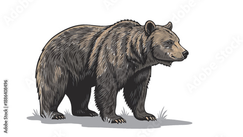 Illustration of a large grizzly bear standing on grass.