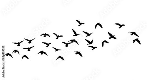 Birds flying on the sky capture the essence of freedom, grace, and the natural rhythm of life.