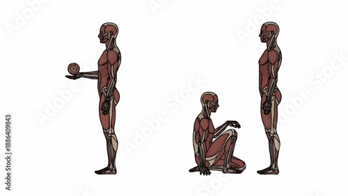 Human anatomy figures in different poses showing muscle structure.
