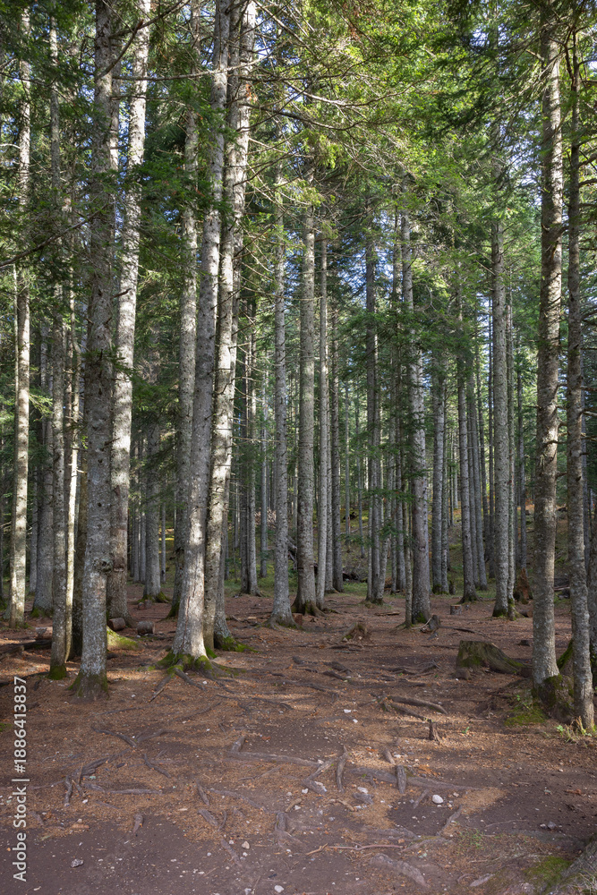 Fototapeta premium forest near Black Lake
