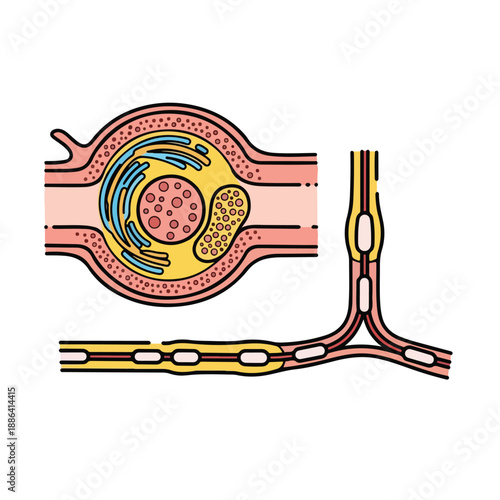 Detailed Illustration of Neuron Structure and Synapse.