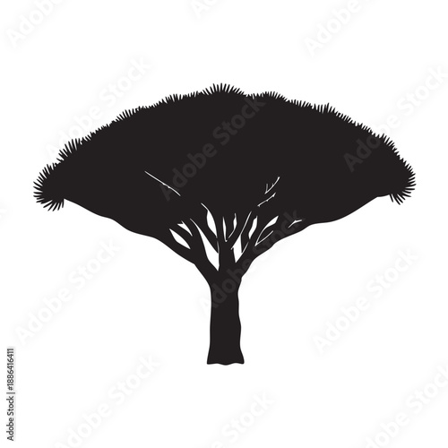 Silhouette of a dragon blood tree a unique and iconic plant species with a distinctive umbrella shaped canopy and stout trunk representing exotic flora