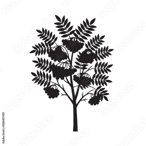 Black silhouette of a rowan tree with berries and leaves isolated on white background simple vector illustration for nature and autumn themes