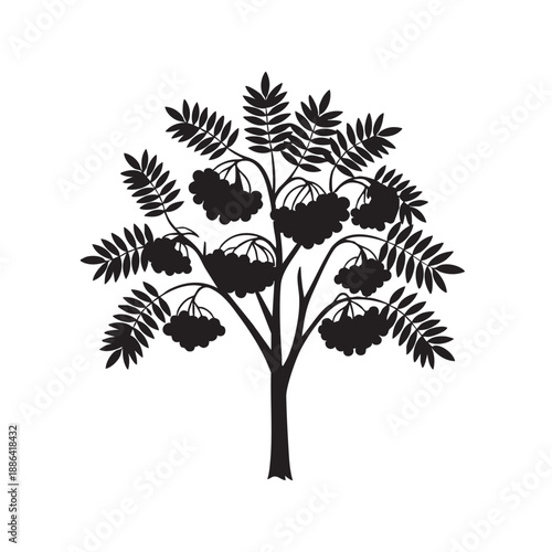 Black silhouette of a rowan tree with berries and leaves isolated on white background vector illustration for nature and autumn themes