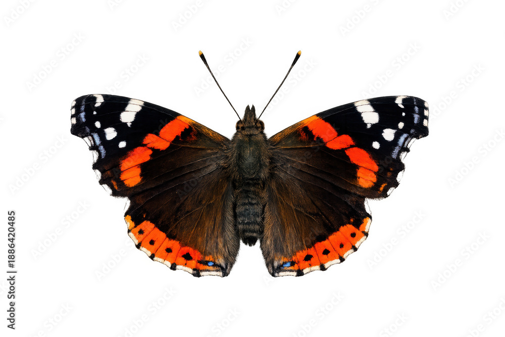 Naklejka premium Red admiral butterfly, vanessa atalanta, an insect with colorful wings and antennae, isolated on a transparent background