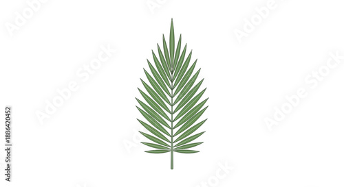 Single Green Palm Leaf Isolated.