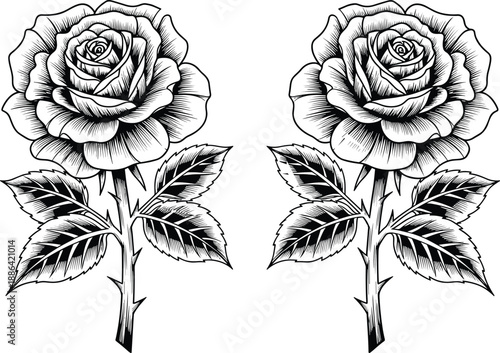 Twin rose botanical illustration, detailed stem leaves and thorns, symmetrical floral drawing, black line vector art for design
