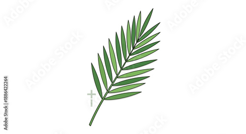 Single Green Palm Frond Leaf Isolated.