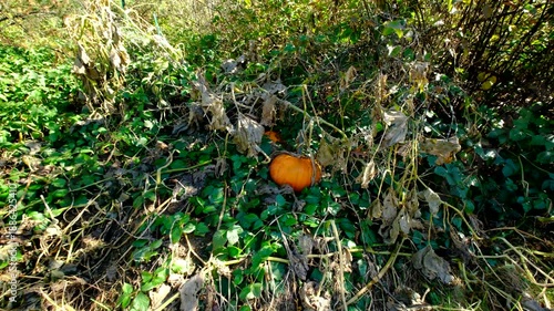 Close up of ripe or matured orange pumpkin and moving camera away showing whole plant withering next to woods