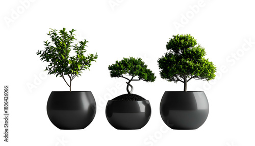 Three stylized bonsai trees in black spherical pots against a stark black background