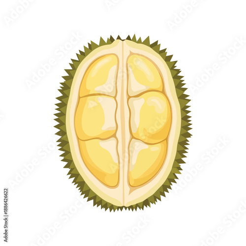 Halved Durian Fruit Vector Illustration Tropical Asian Food