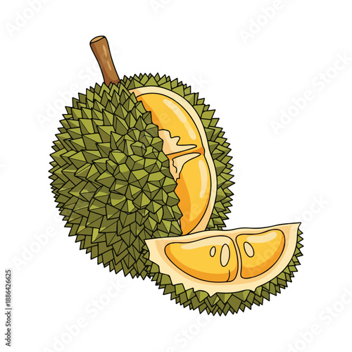 Durian fruit open slice exotic tropical food illustration
