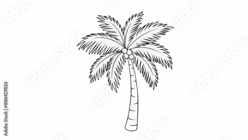Sketch of a single palm tree with coconuts and large leaves.