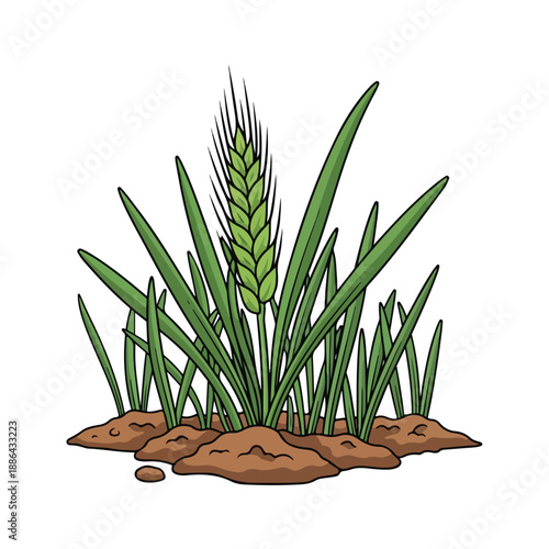 Green Wheat Plant with Grain Illustration.