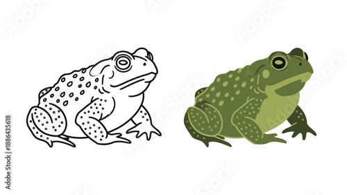 Simple illustration presenting a comparison between a black and white line art toad and a fully colored green amphibian drawing ready for educational activities