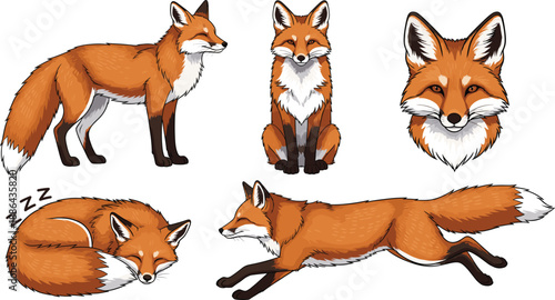 Red fox vector character set featuring wild animal in various poses including running sleeping sitting standing and head portrait isolated on white background.