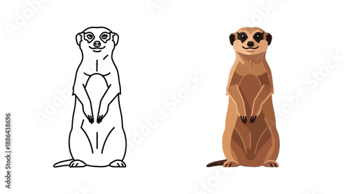 Meerkat illustration showing a black outline drawing next to a fully colored version of the small mammal standing alertly upright 