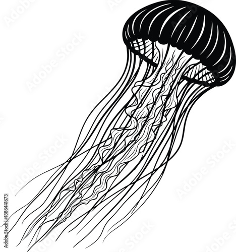 A black and white illustration of a jellyfish with tentacles
