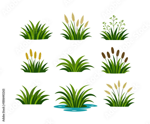 Grass and reed plant bunches growing illustration set