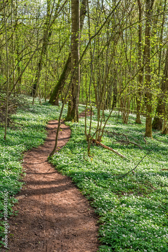 Winding hiking trail a budding forest with spring flowers