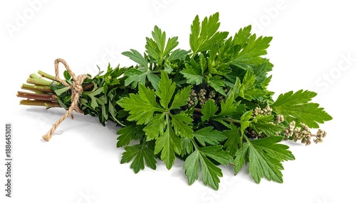 Wallpaper Mural Fresh Lovage Herb Bundle Isolated on White Background. Torontodigital.ca