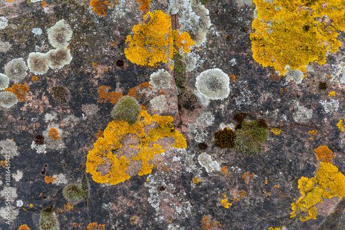 Tableau sur toile Moss and lichen