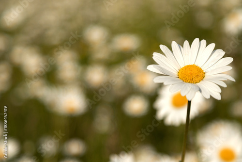 Single white daisy flower on blurred green background with copy space