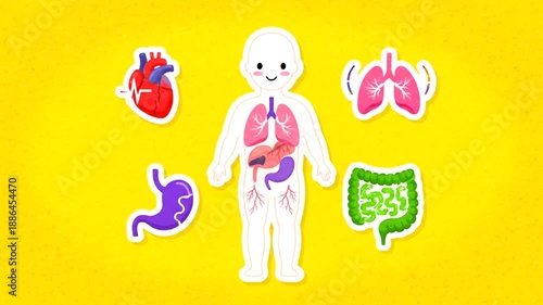 Animated educational video showing human body organs and systems.
