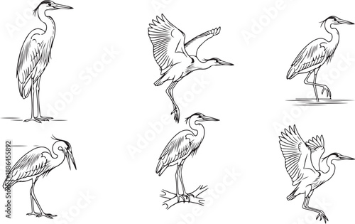 Detailed line art illustrations of a heron showing a variety of poses including flight and wading