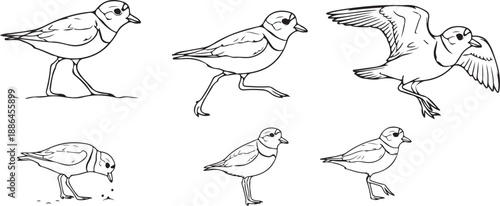 Educational drawings of a piping plover illustrating its behaviors like feeding and flying
