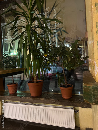 Potted green plants stand on a windowsill, softly lit by evening city lights outside