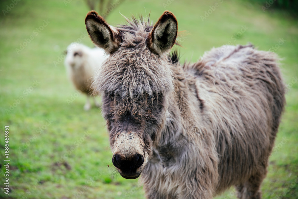Fototapeta premium Donkey in country yard.