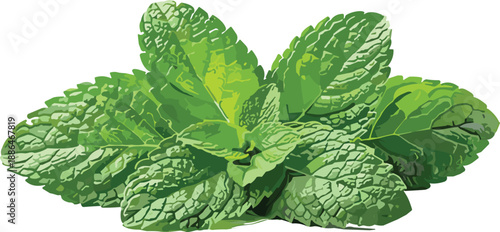 Fresh mint leaves illustration, green aromatic herb bundle, organic botanical plant, natural food ingredient, isolated vector design