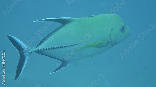 Single black trevally cruises steadily past the camera in midwater above reef slope in Banda Sea, Maluku, Indonesia.