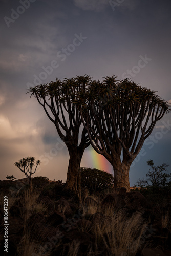 Quiver Trees under the rainbow