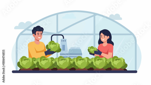 Farmers harvest fresh green cabbage in a modern greenhouse