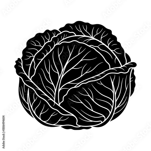 Black and white cabbage illustration
