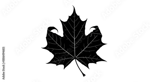 Black and White Maple Leaf Silhouette with Distinct Veins and Pointed Lobes.