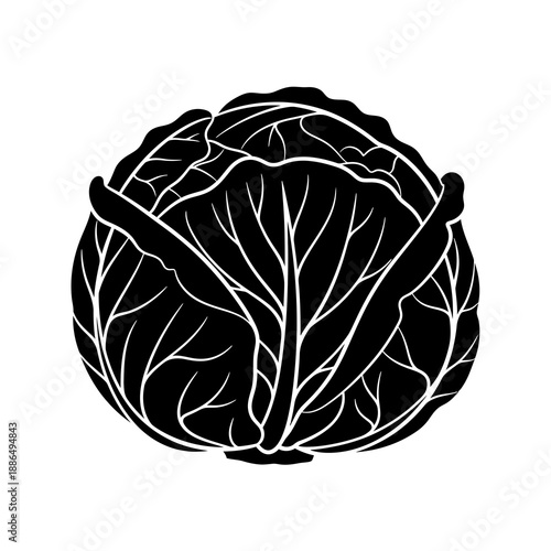 Illustration of a cabbage