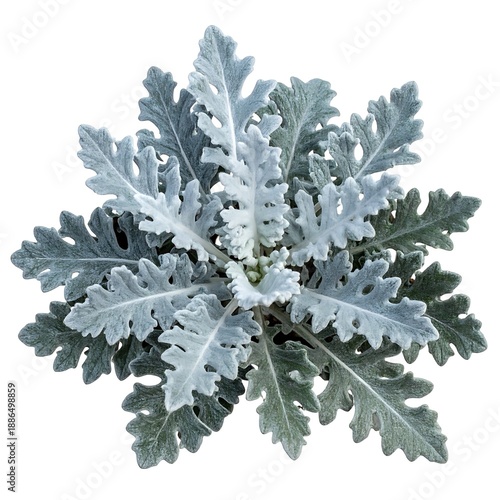 Aerial view of a Dusty Miller plant with soft, silvery-grey, deeply lobed leaves