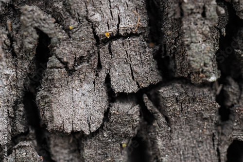 Texture of tree bark as bac...