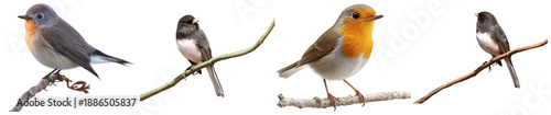 Photos diverse collection of small wild birds perched gracefully on natural tree branches against a clean, isolated transparent background