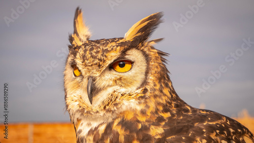 Bild auf Leinwand Closeup of a Eurasian Eagle Owl in low Winter sunlight