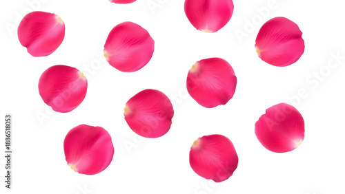 Fotografía Collection of pink rose petals PNG isolated on transparent background, romantic