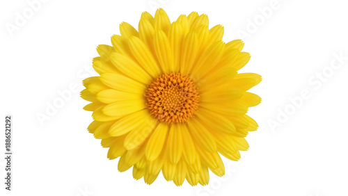 Bild auf Leinwand Bright yellow calendula flower PNG isolated on transparent background, vibrant b