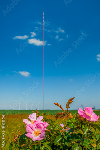 Rosa canina vor dem Windmessmast