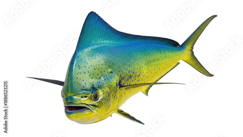 Billede på lærred Vibrant mahi-mahi fish PNG isolated on transparent background, colorful dolphinf