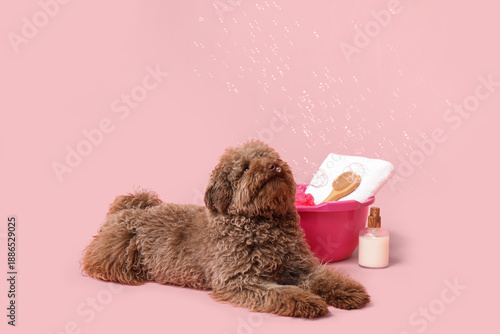 Cute Poodle dog with bath supplies and soap bubbles on pink background © Pixel-Shot